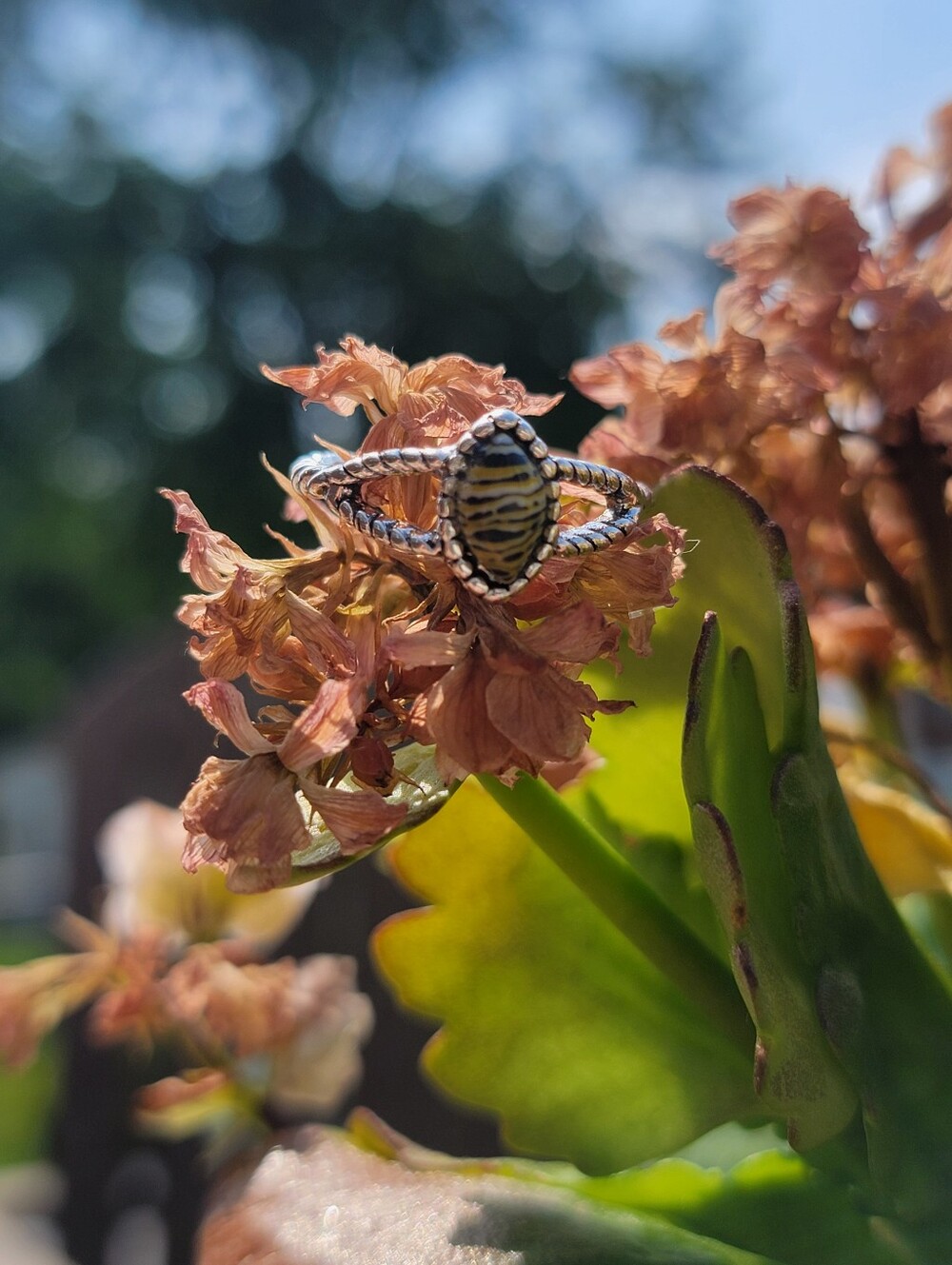 Tiger Eye Style Ring Size 7